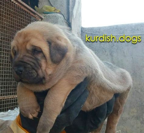 kurdish mastiff bite force.